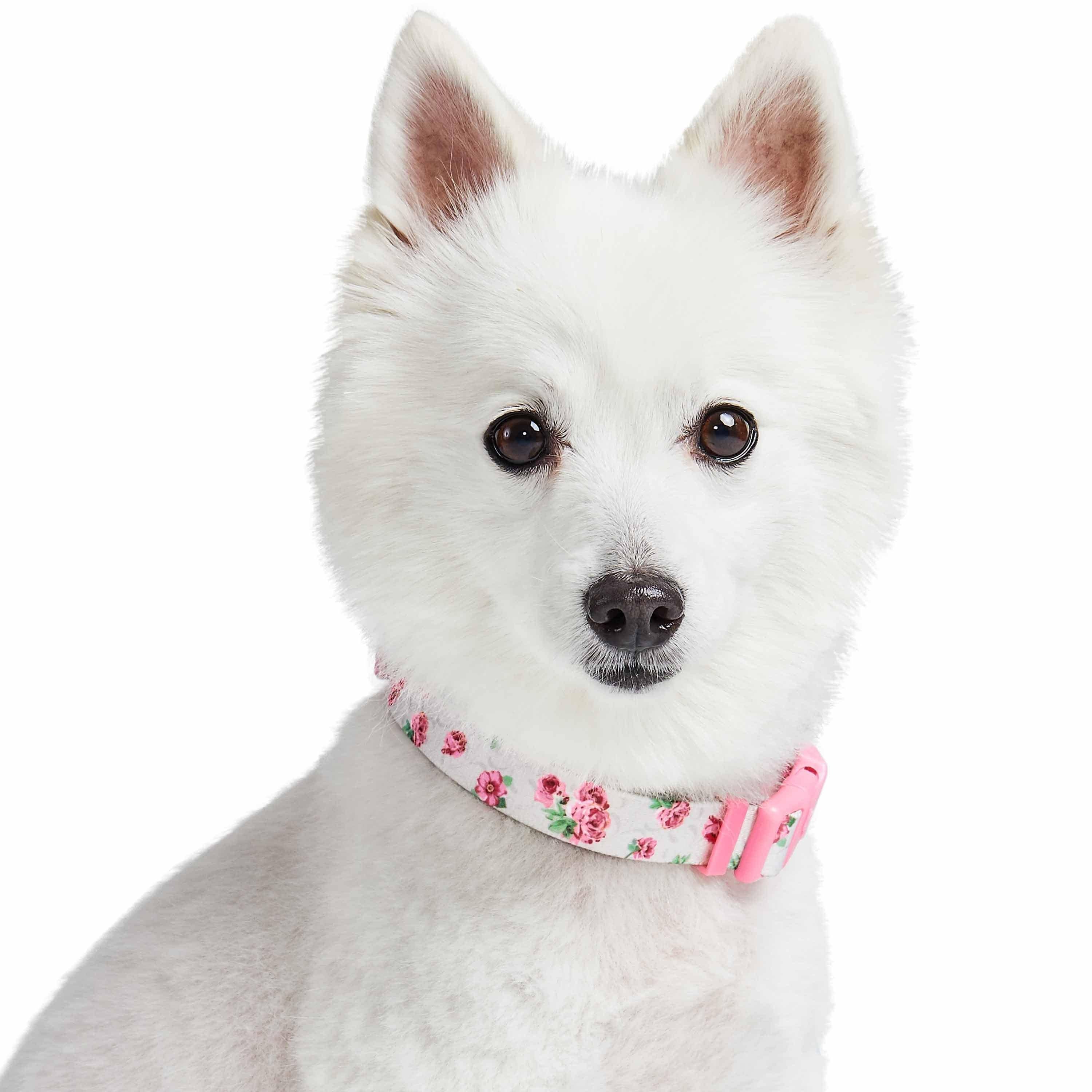 Blueberry Pet - Wholesale Pet Collar - Dog - Summer Floral Dog Collar in Pastel Colors for Girl Dogs22