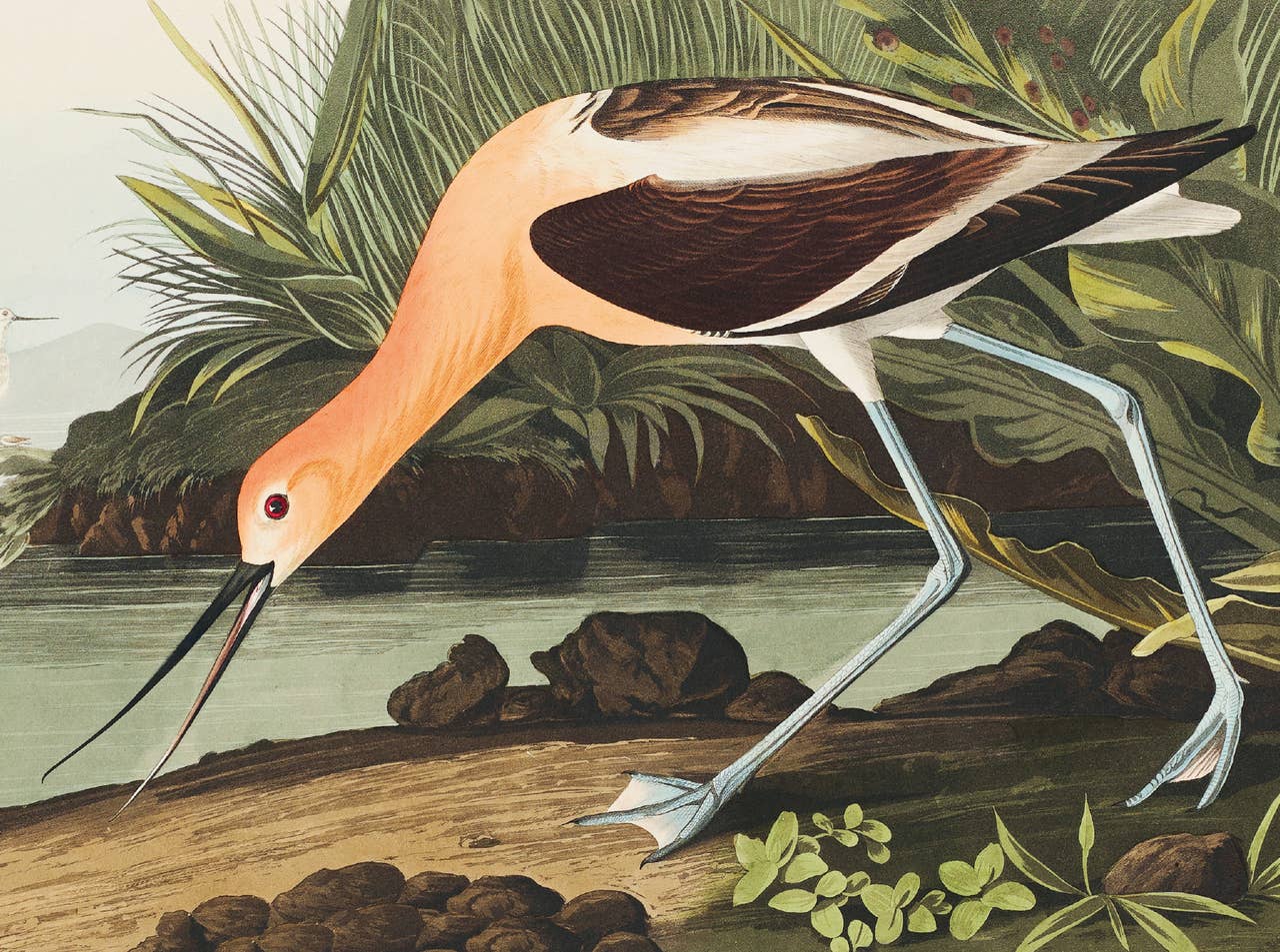 Nelson Line - Venta al por mayor Conjunto de papelería y tarjetas - Juego de tarjetas de notas Audubon Water Birds, NLNW05 4