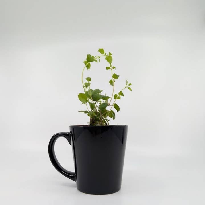 Sprigbox - Wholesale Plant Seeds - DIY Planting Kit | Eco-Friendly | Herbs, Flowers & More