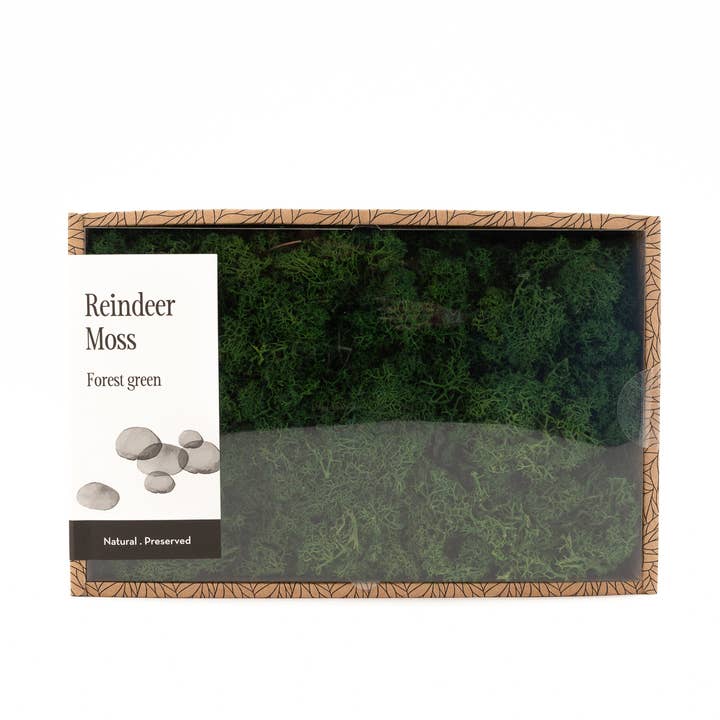 Líquen Estabilizado - Gama de Verde - Grande Creabox DIY por atacado de SecondFlor