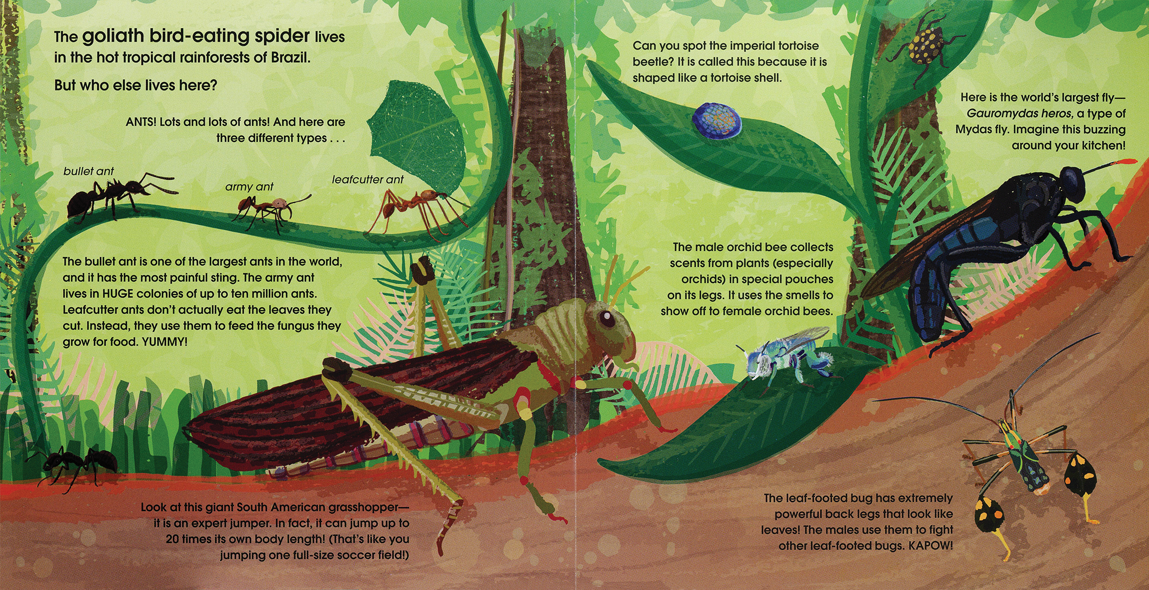 EDC Publishing - Wholesale Preschool Book (3-5) - Lifesize Creepy-Crawlies (Mini Book)2