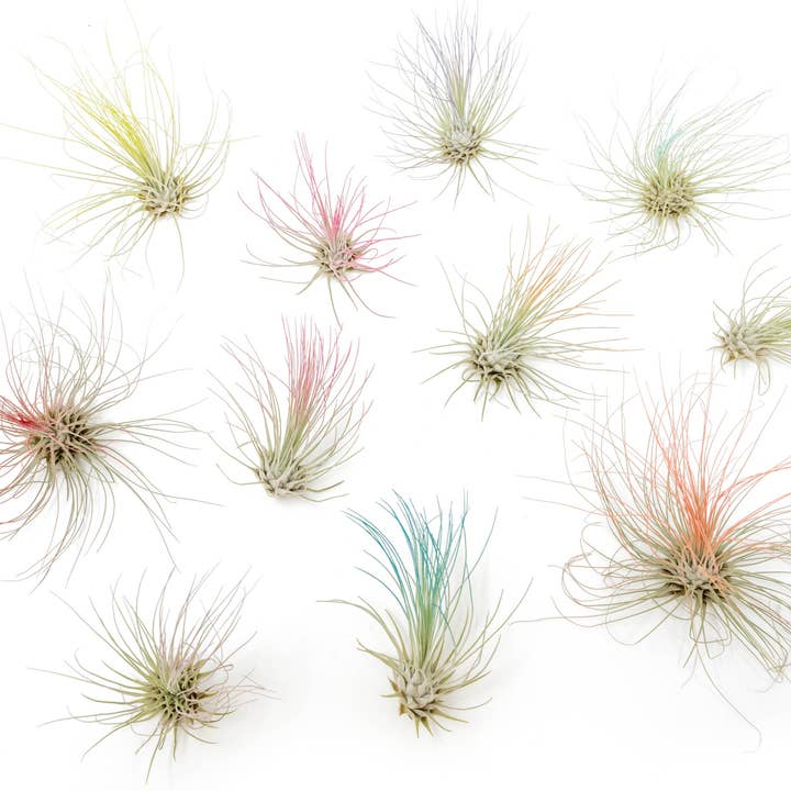 Color Enhanced Tillandsia Argentea Air Plants for wholesale by Air Plant Shop