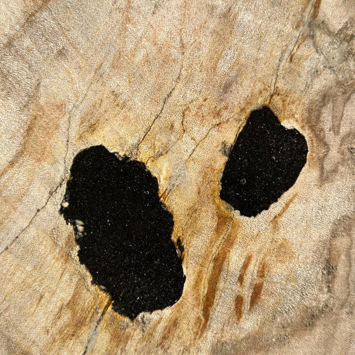 Office Objets - Wholesale Bijzettafel - Bijzettafel van versteend hout wit met zwarte vlekken H:27,5 D:18