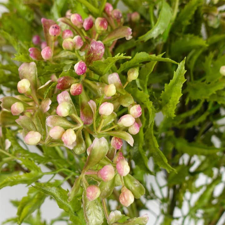 Leaf Design UK LTD - Wholesale Artificial Flowers - Pack of 6 x 55cm Artificial Foliage Stem Pink Berries