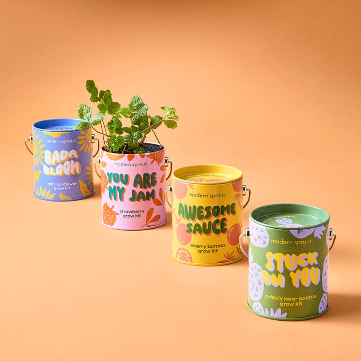 Modern Sprout - Wholesale Plant Seeds - Complimentary Color Grow Kits