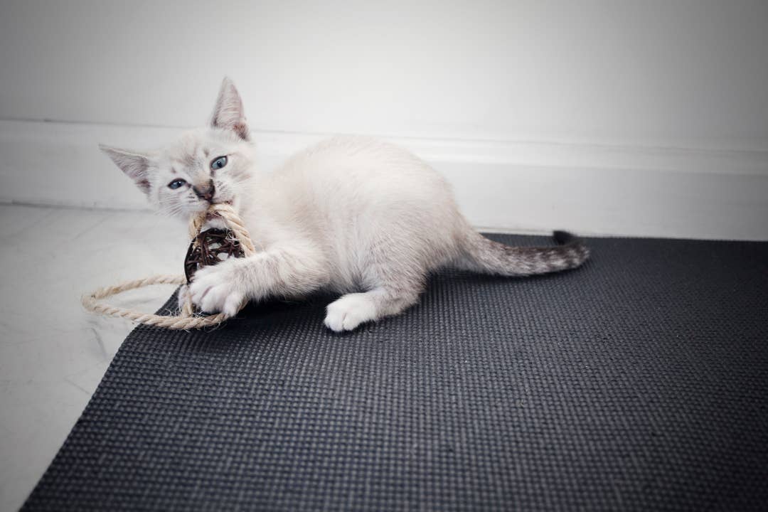 Feline Yogi - Venta al por mayor Rascador - Gatos - Alfombrilla de yoga para gatos4