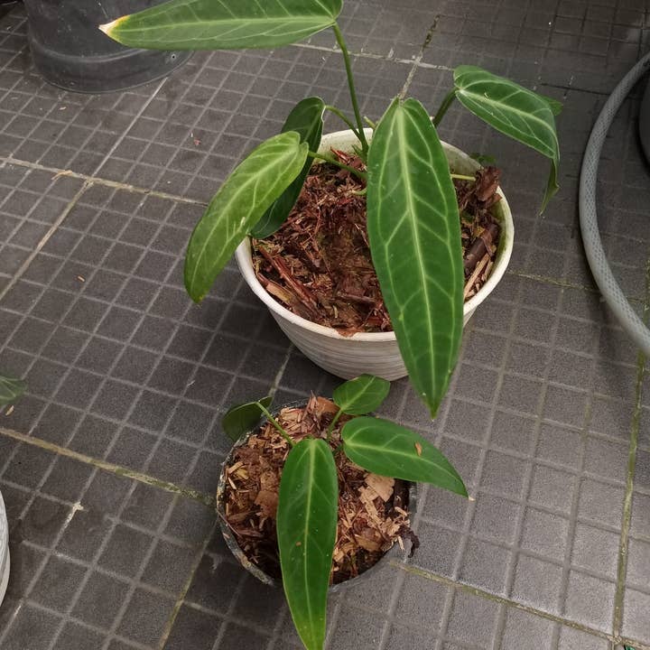 Anthurium warocqueanum SM-MD | Rare Houseplant for wholesale by OrchidBox