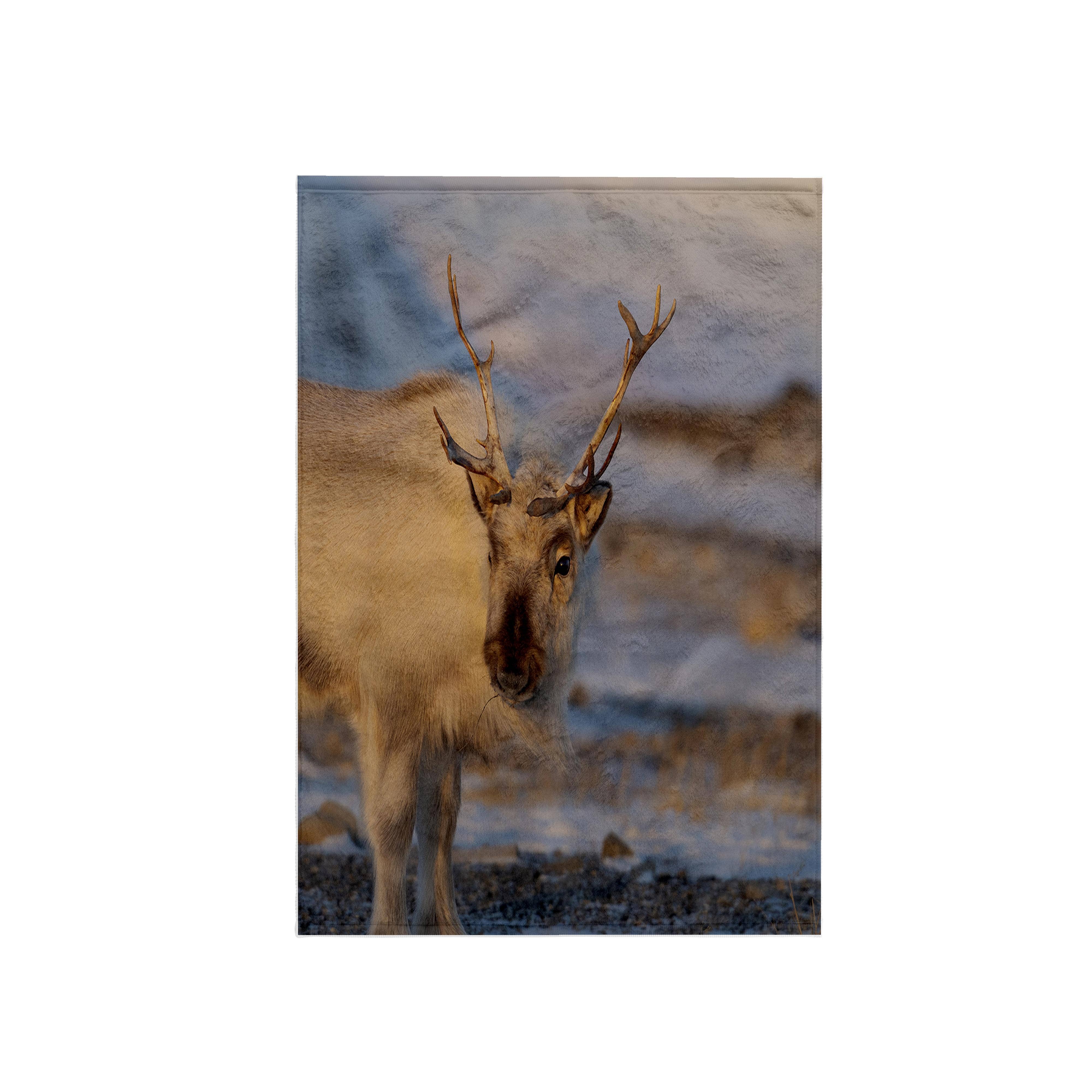 3dRose - Wholesale Bath Towel - 3dRose, Female Svalbard Reindeer near Pyramiden, Polar Regions, Arctic. 2, Towel0