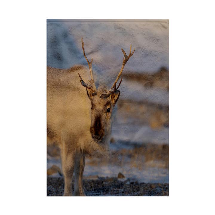 3dRose - Wholesale Bath Towel - 3dRose, Female Svalbard Reindeer near Pyramiden, Polar Regions, Arctic. 2, Towel0