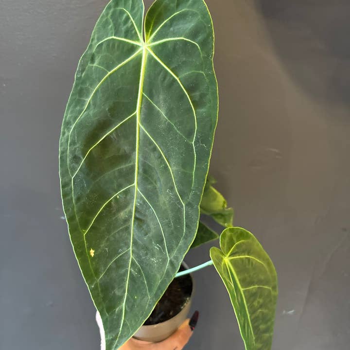 Curio Plants - Wholesale Live Plant - Anthurium Waroqueanum