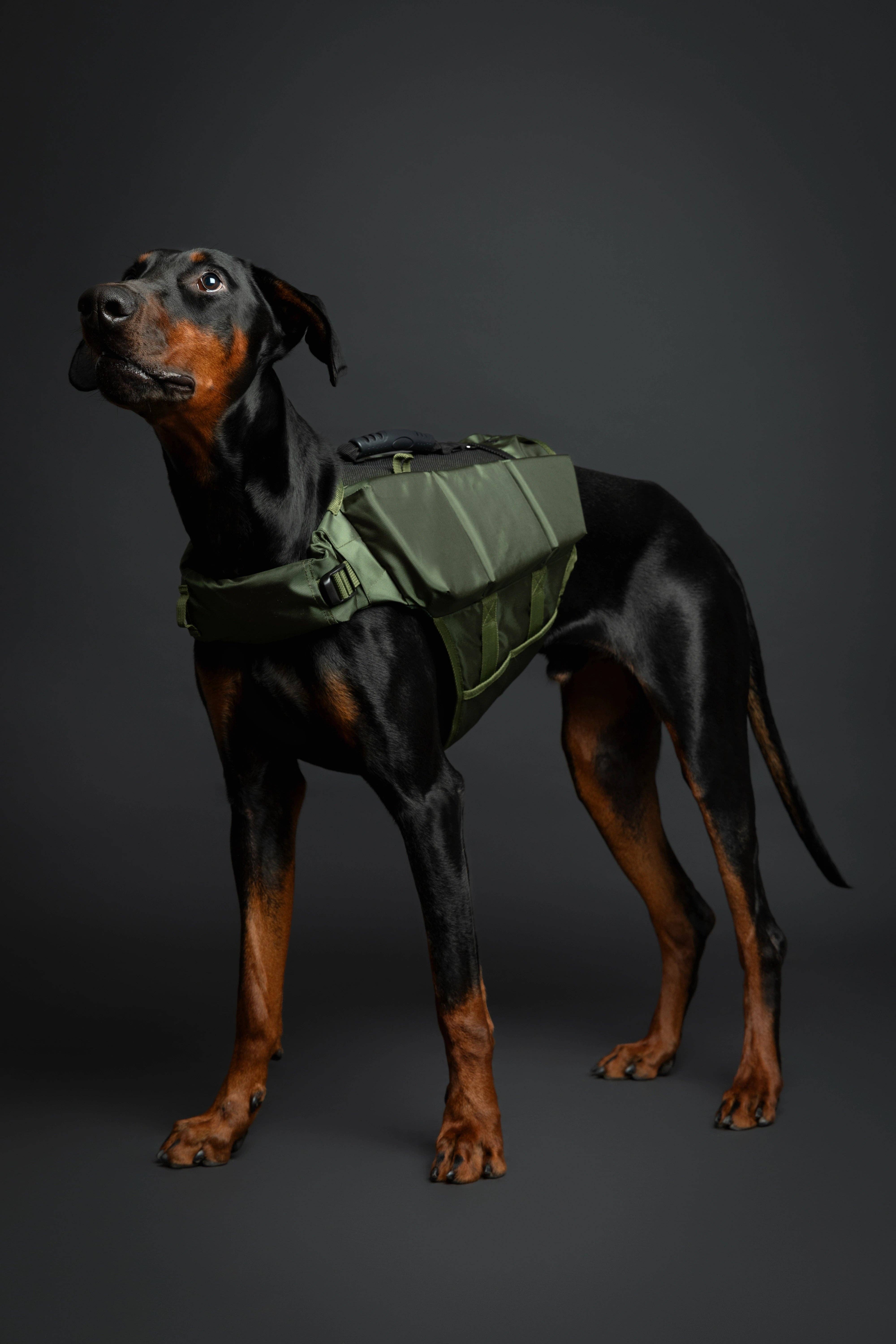 NOAH AND PAW LLC - Vendita all'ingrosso Giacca - Cani - Salvagente per cane Human Standards con supporto in schiuma 3x massimo galleggiamento - Verde17