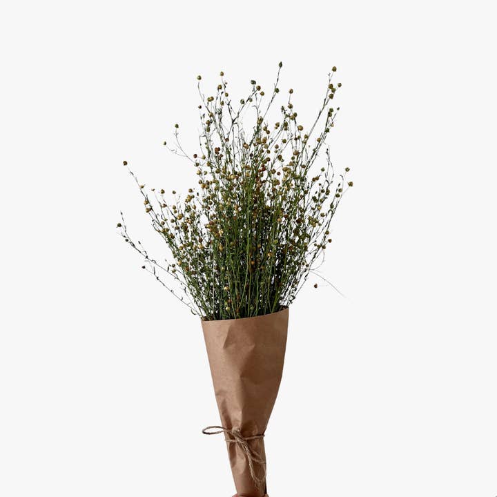 Dried Vase Fillers - Flax for wholesale by Behle Farm