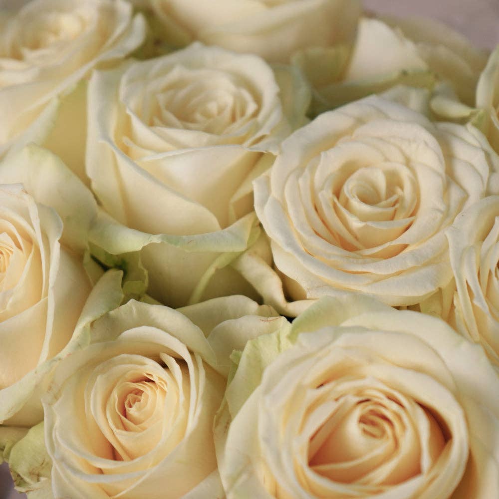 White Rose Avalanche (20 Stems) for wholesale on Faire4