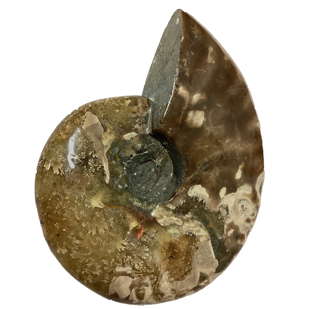 Texas Toy Distribution - Wholesale Decorative Tabletop Object - Polished Ammonite Fossil with Suture Patterns2
