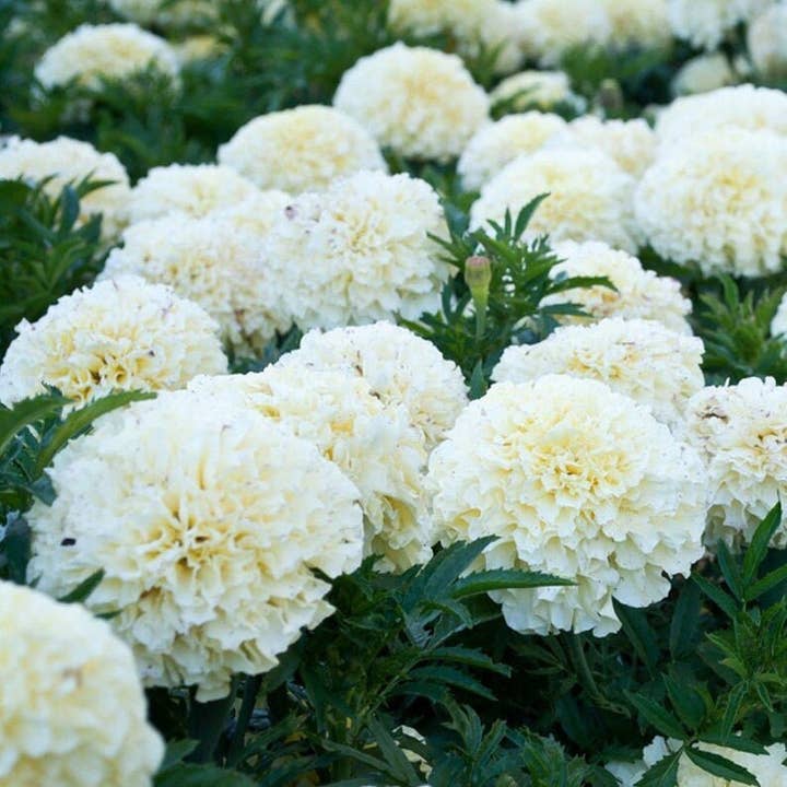 PRE-ORDER White Kilimanjaro White African Marigold Live Plant for wholesale by Steep Hill Garden