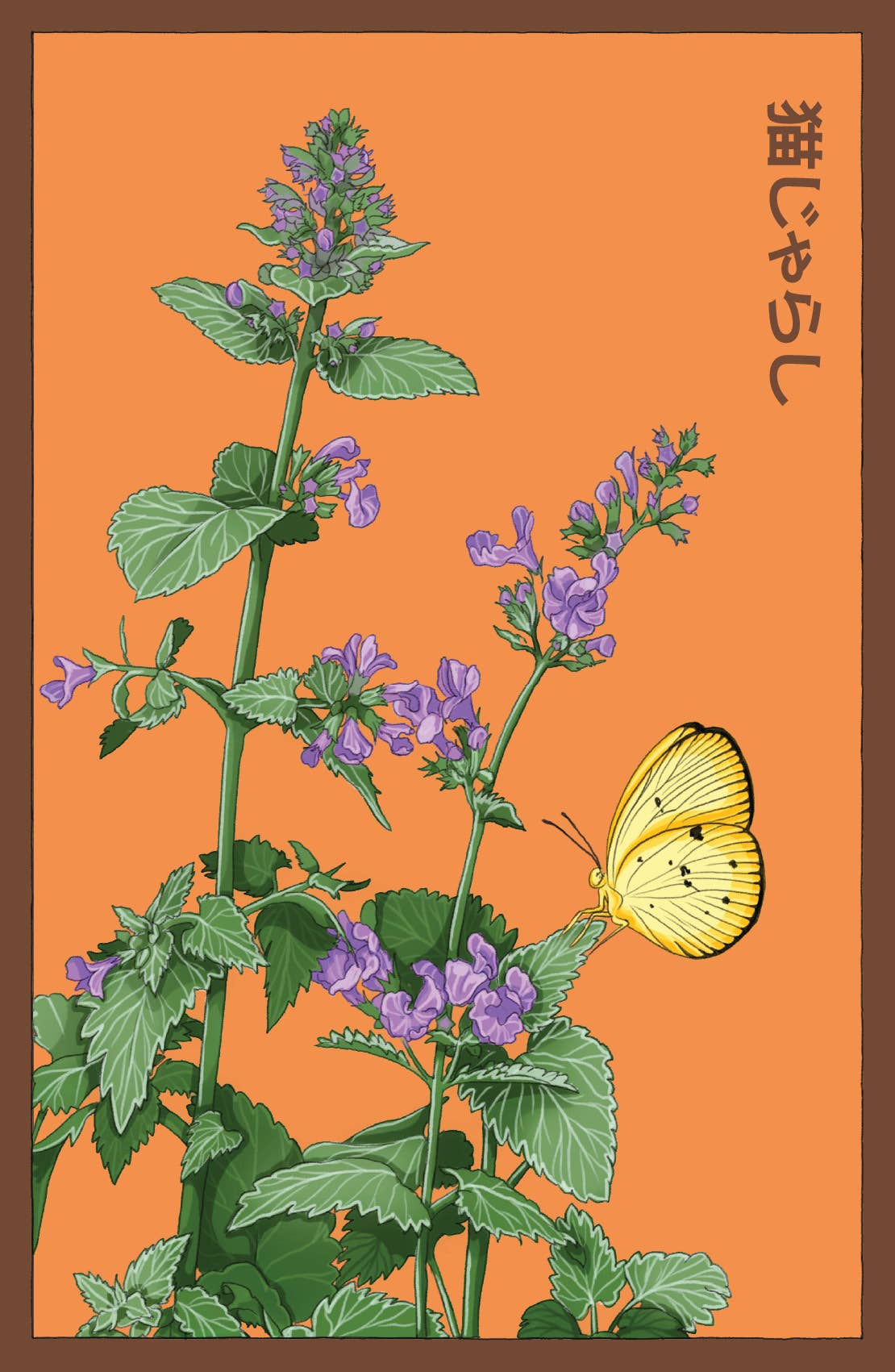 Chive UK – wholesale Plant seeds – Funky Seeds Packets - 48 Assorted12