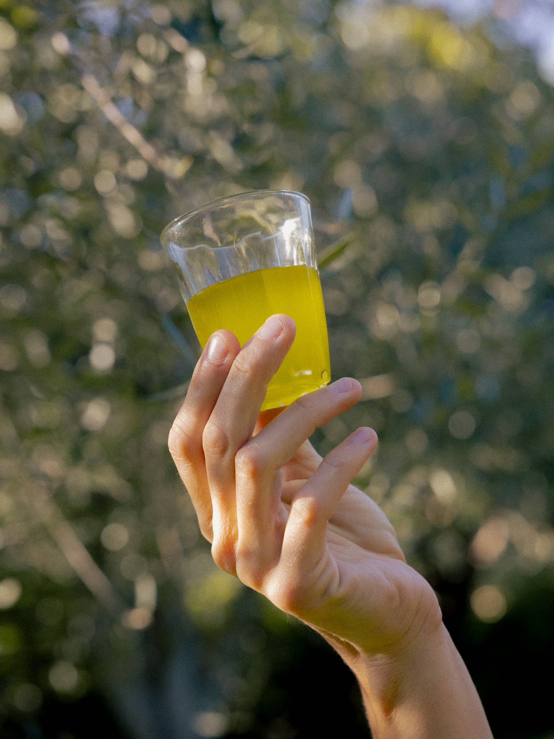 Honest Toil UK – wholesale Olive oil – 500ml bottle extra virgin olive oil - Nov 2025 Harvest2