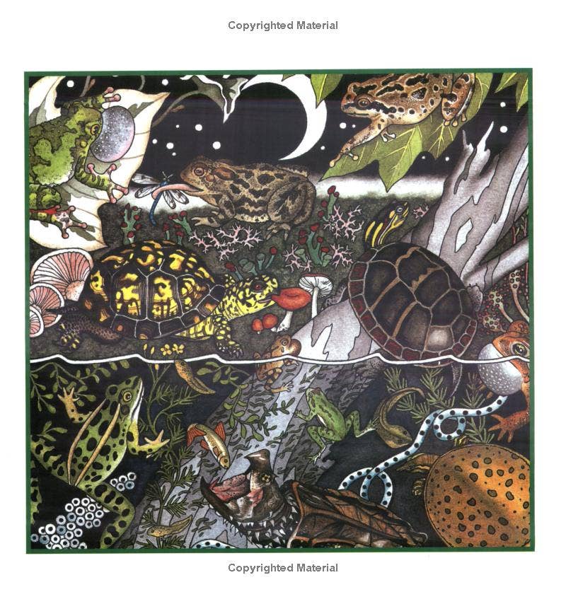 REMOVED BRAND - Wholesale Nature & Outdoors - Frogs, Toads & Turtles: Take Along Guide1