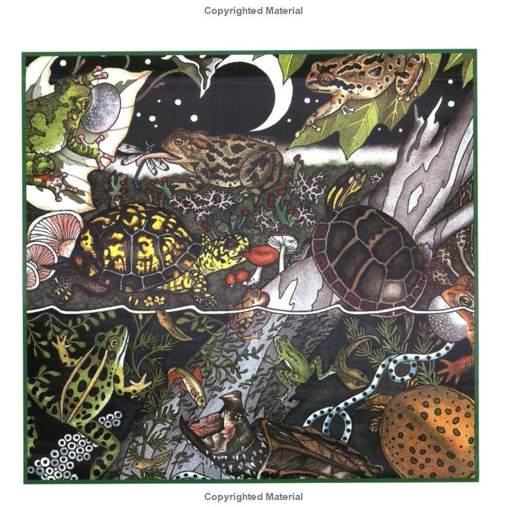 REMOVED BRAND - Wholesale Nature & Outdoors - Frogs, Toads & Turtles: Take Along Guide1