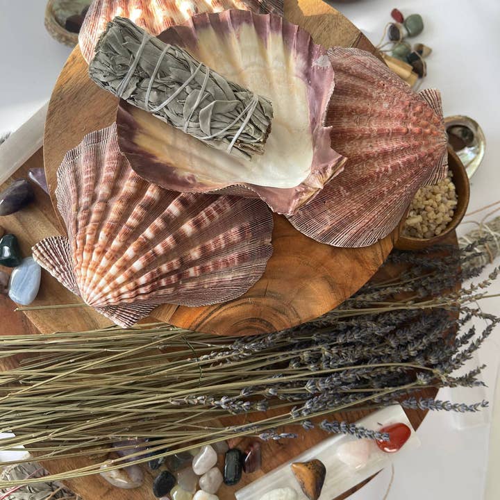 CaNatureLover - Wholesale Decorative Tabletop Object - LIONS PAW SHELL 5-7 inch very high quality hand picked Whole