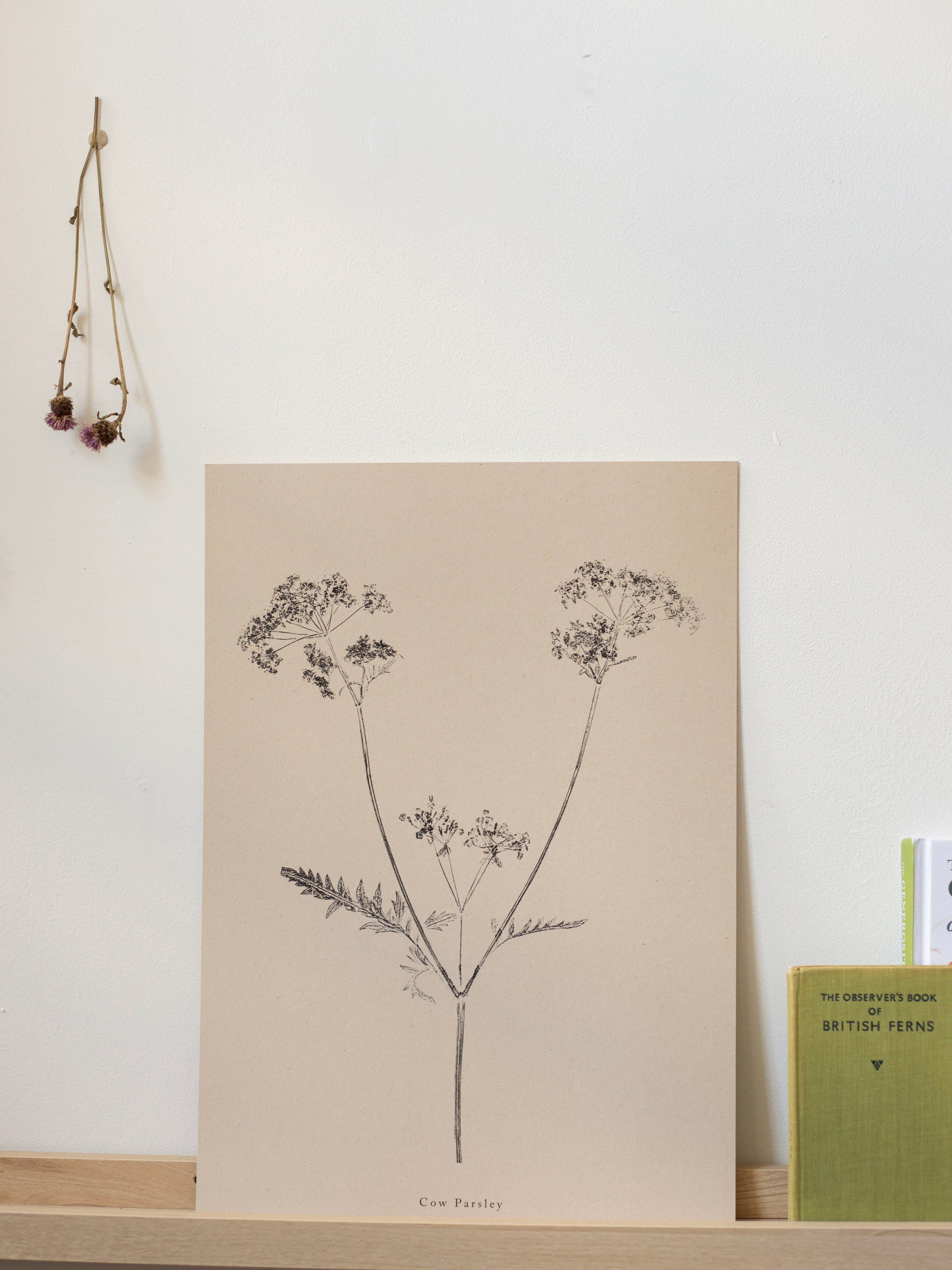 Alicia Breakspear - Wholesale Art Print - Botanical Art Print A5 A4 A3 Cow Parsley 5