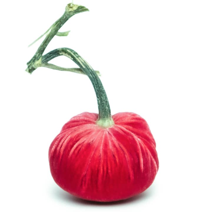 Velours de soie de goyave citrouille pour la vente par Hot Skwash