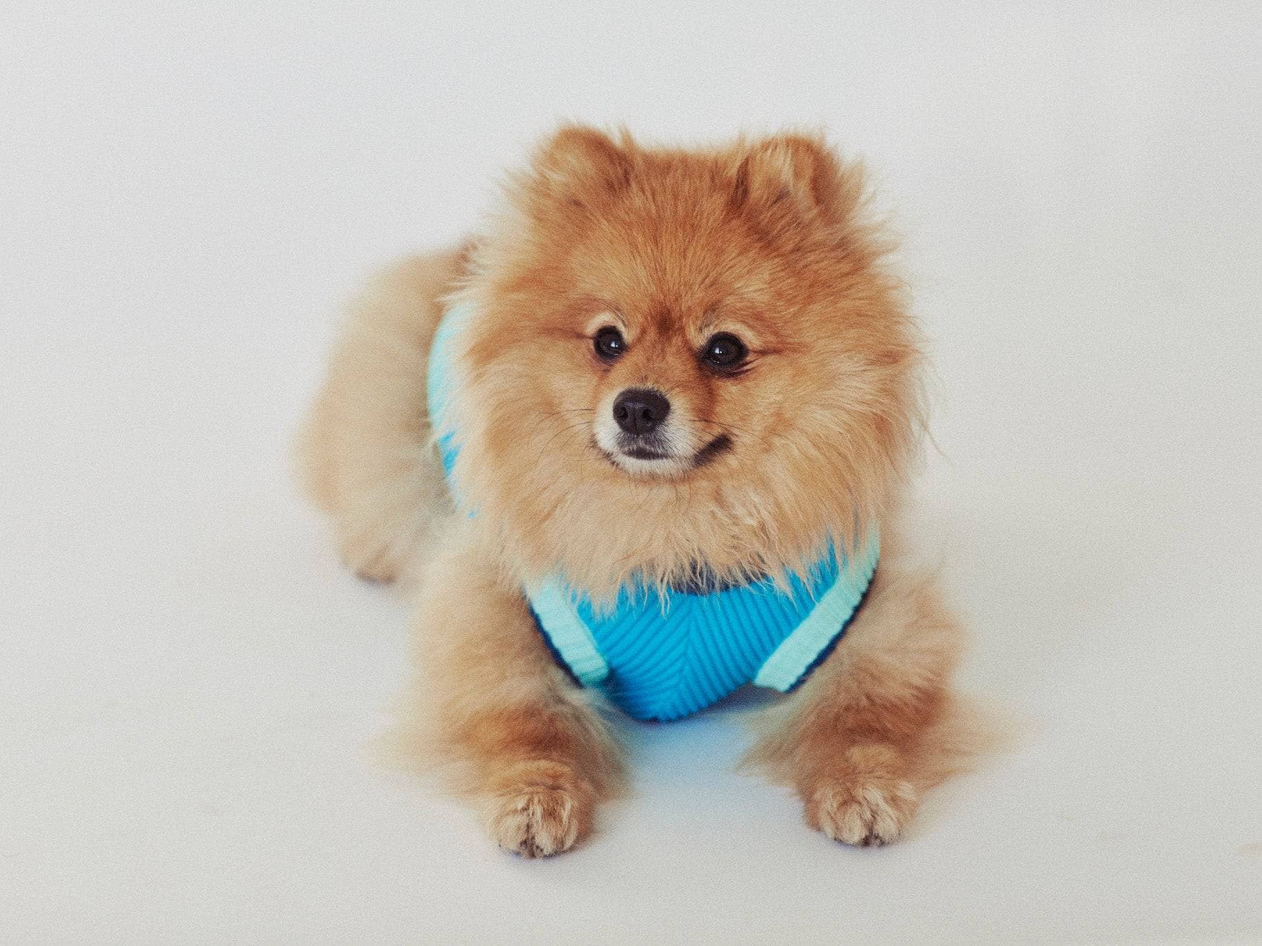 CRYSTAL SKY THE GLOW JUMPER (knitted dog sweater, blue) for wholesale on Faire3