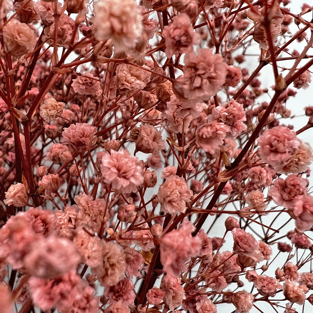 2626 Designs - Wholesale Dried/Pressed Flowers - Preserved Gypsophila, Baby's Breath,24" long17