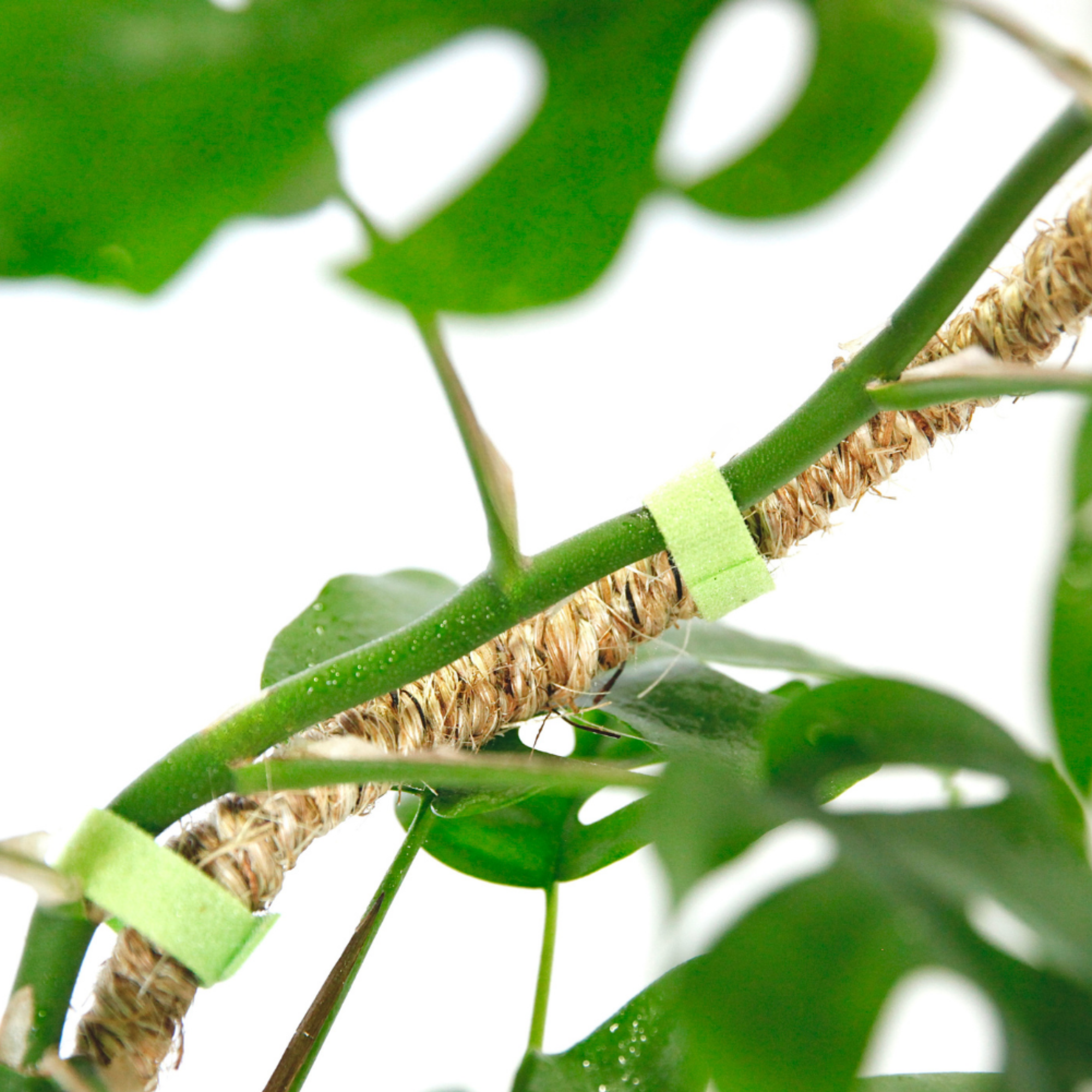 Mossify - Wholesale Trellis - Bendable Coir Pole™ – Flexible Plant Support for Tropicals13