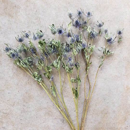 BLOOMINGFUL.COM – wholesale Dried/pressed flowers – Dried Thistle Flowers, 40+ Flowers - Small-Medium Head1