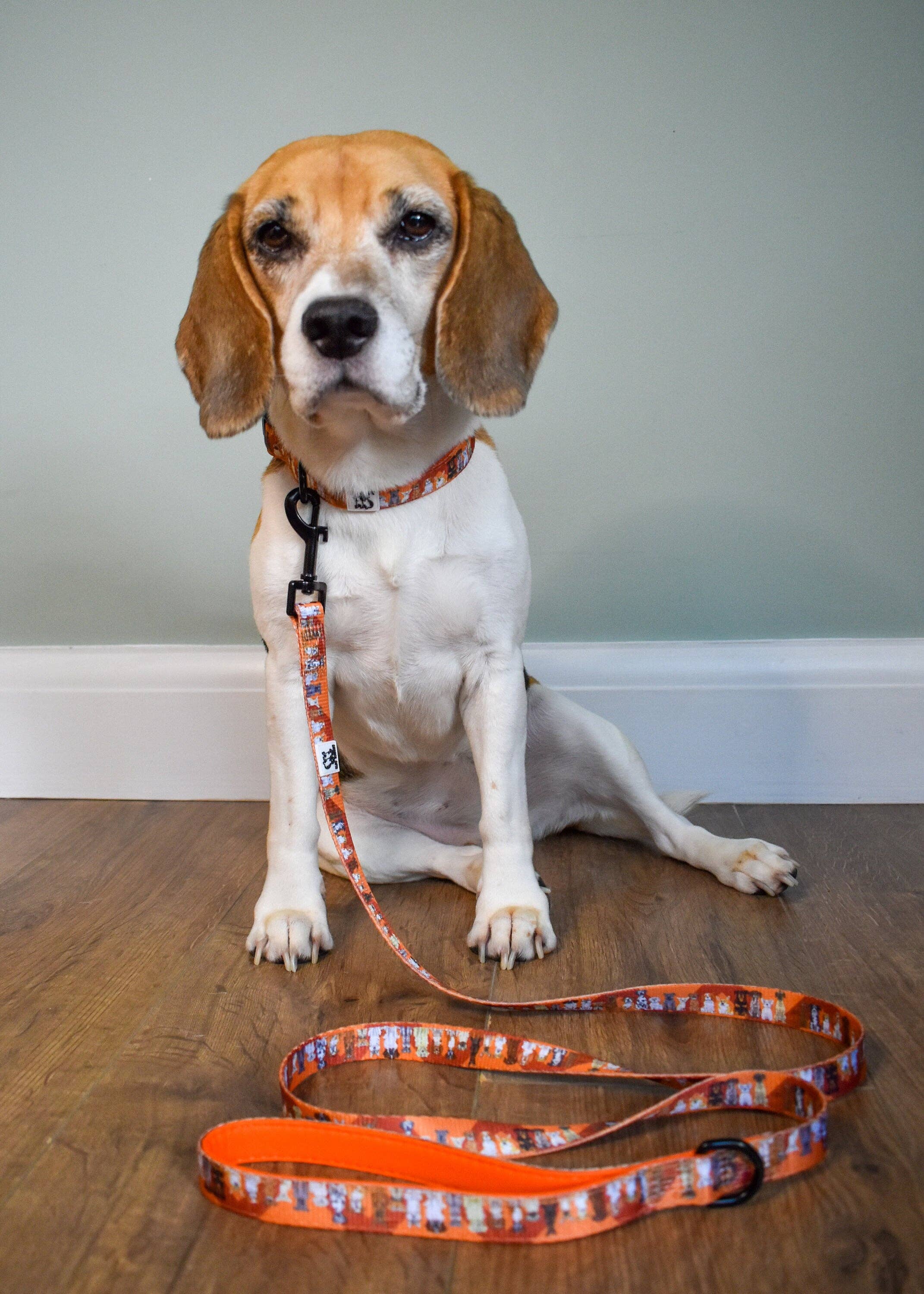 Giddings Gifts - Wholesale Pet Collar - Dog - All Dogs' Dog Collar6