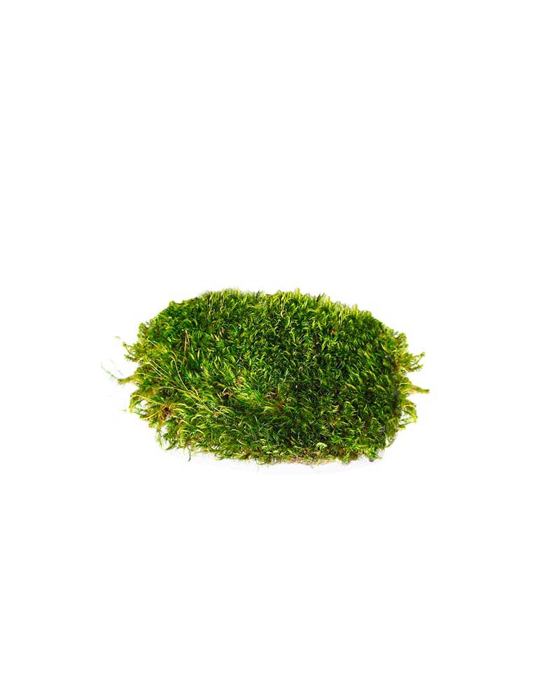 SuperMoss - Wholesale Artificial Plant - Mood Moss Preserved 3lb Box3