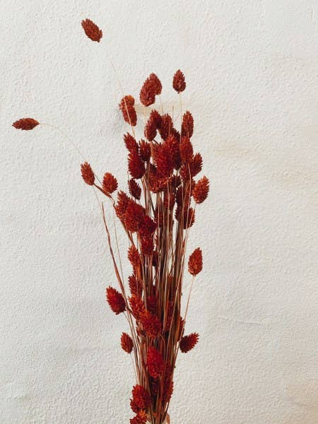 Uma Cantik - Wholesale Dried/Pressed Flowers - Phalaris Red Dried Flowers1