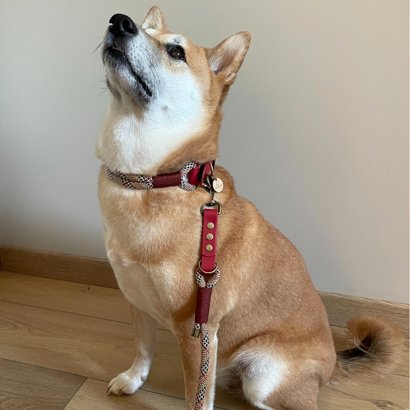 KITSUNE.DOG - Wholesale Pet Collar - Dog - Original red biothane dog collar and tartan paracord1