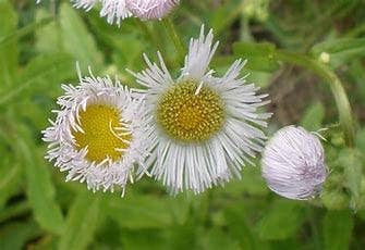 The Rike - Wholesale Plant Seeds - 5 pack x 1000 seeds daisy fleabane seeds Erigeron annuus3