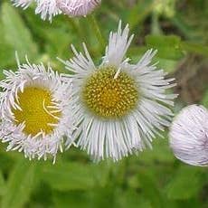 The Rike - Wholesale Plant Seeds - 5 pack x 1000 seeds daisy fleabane seeds Erigeron annuus3