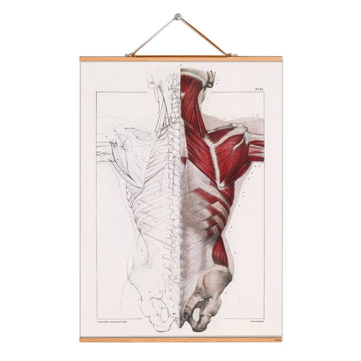 Scroll picture illustration # 277/Bourgery/Torso half back for wholesale by Eicie