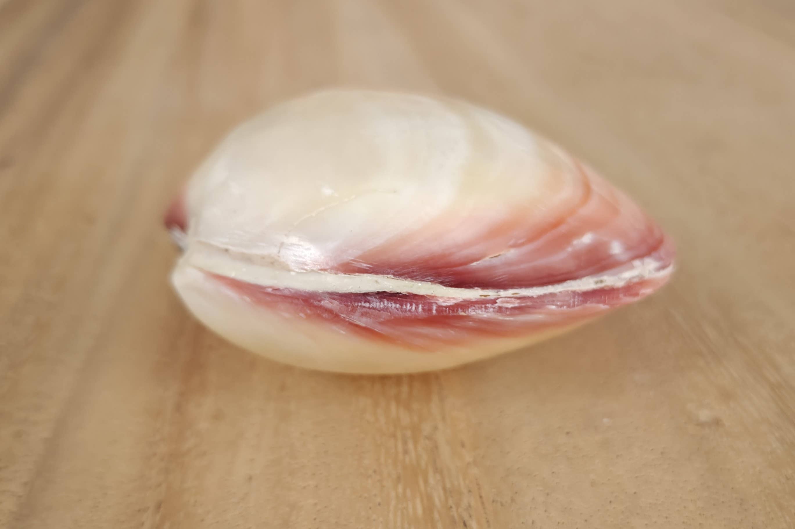 Product Import Holland - Wholesale Decorative Tabletop Object - Kerang Pink Big - nature - shell - decoration - coast2