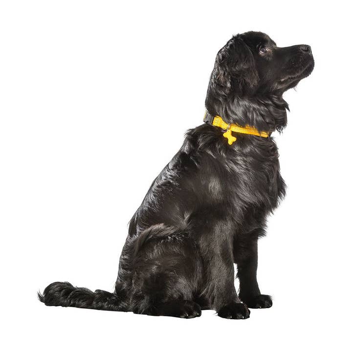 Collar - Safe - Bobby and other Purchase Wholesale verre progressif. Free Returns & Net 60 Terms on Faire trending on Faire.