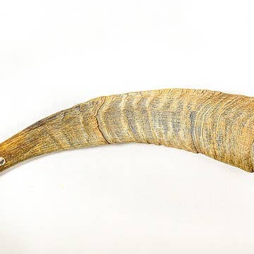 QT Dog, LLC - Wholesale Pet Chew Toy - Dog - Gobi Goat Horn2