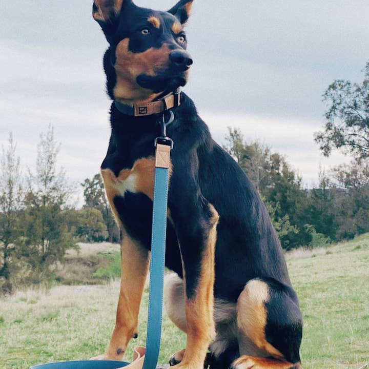 Herzog - Wholesale Pet Leash - Dog - Great Lakes Blue Leash - Recycled Ripstop1