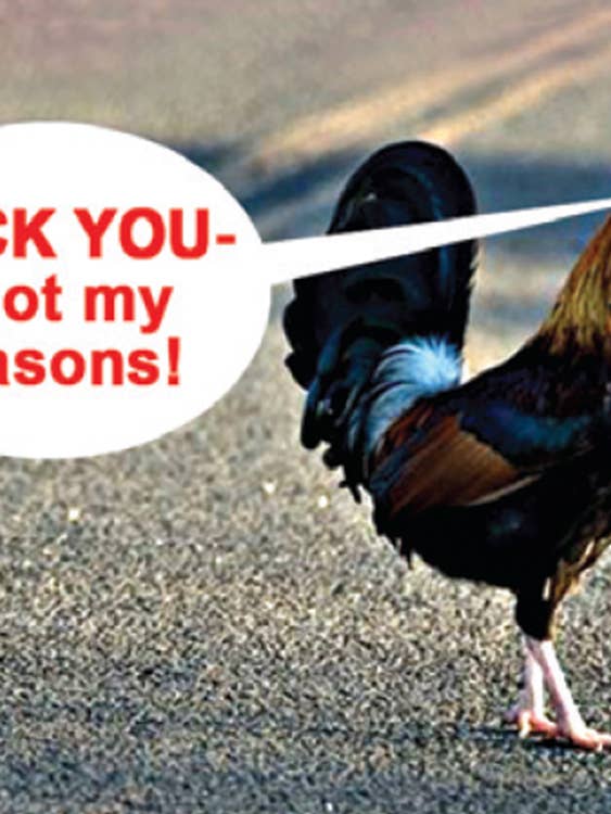 Magnet-Fuck you - I got my reasons! (chicken crossing road) for wholesale by Ephemera