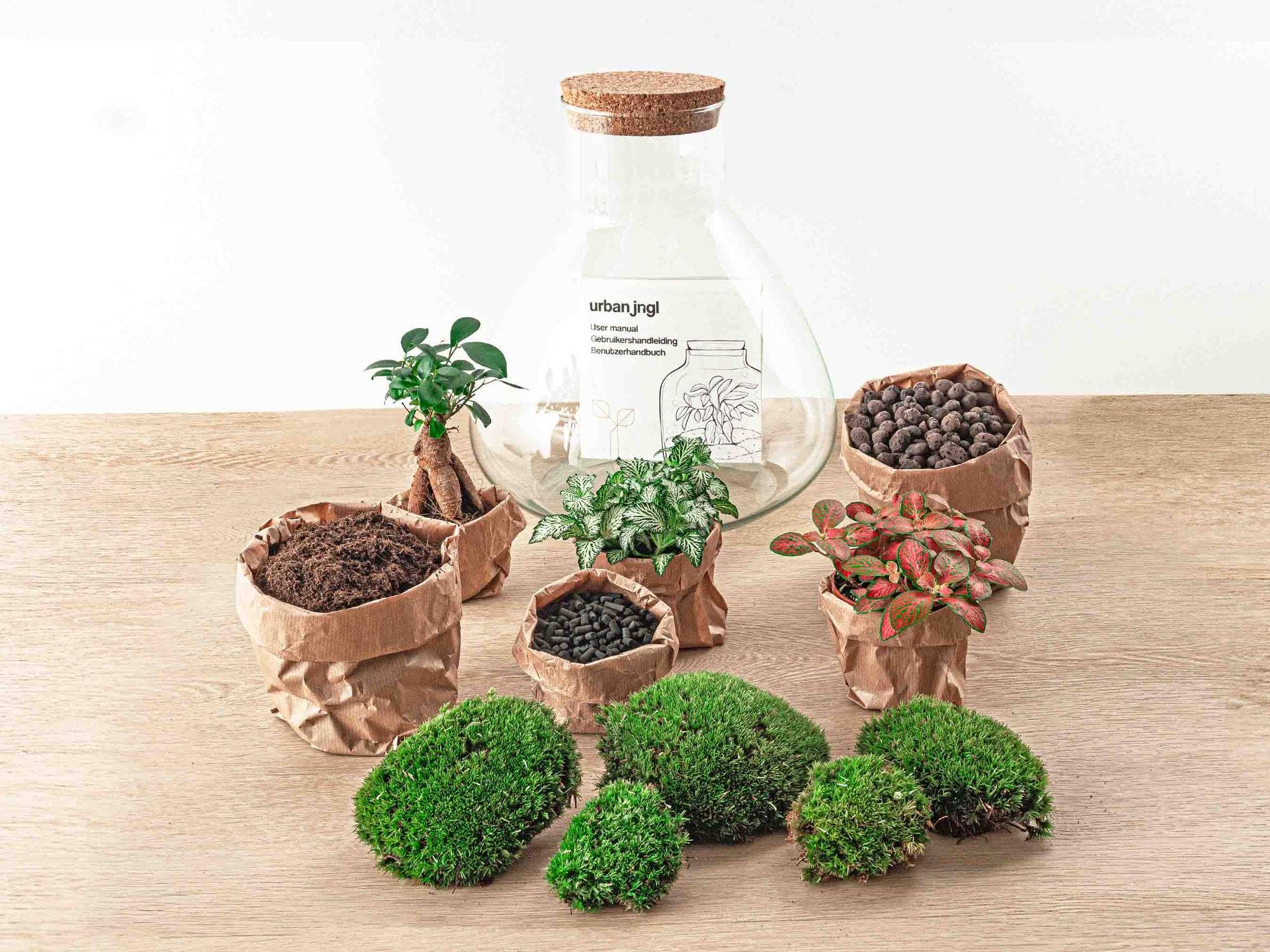 Oasis of Life - Wholesale DIY craft kit - Bottle Garden Terrarium Sam XL Bonsai – DIY Kit – 35cm High – Ø30cm – Self-Built Mini Ecosystem with Ficus Ginseng Bonsai & Fittonia – Complete Set for Beginners & Nature Lovers1