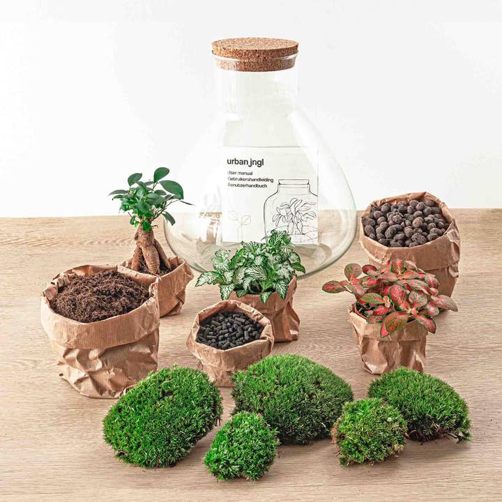 Oasis of Life - Wholesale DIY craft kit - Bottle Garden Terrarium Sam XL Bonsai – DIY Kit – 35cm High – Ø30cm – Self-Built Mini Ecosystem with Ficus Ginseng Bonsai & Fittonia – Complete Set for Beginners & Nature Lovers1