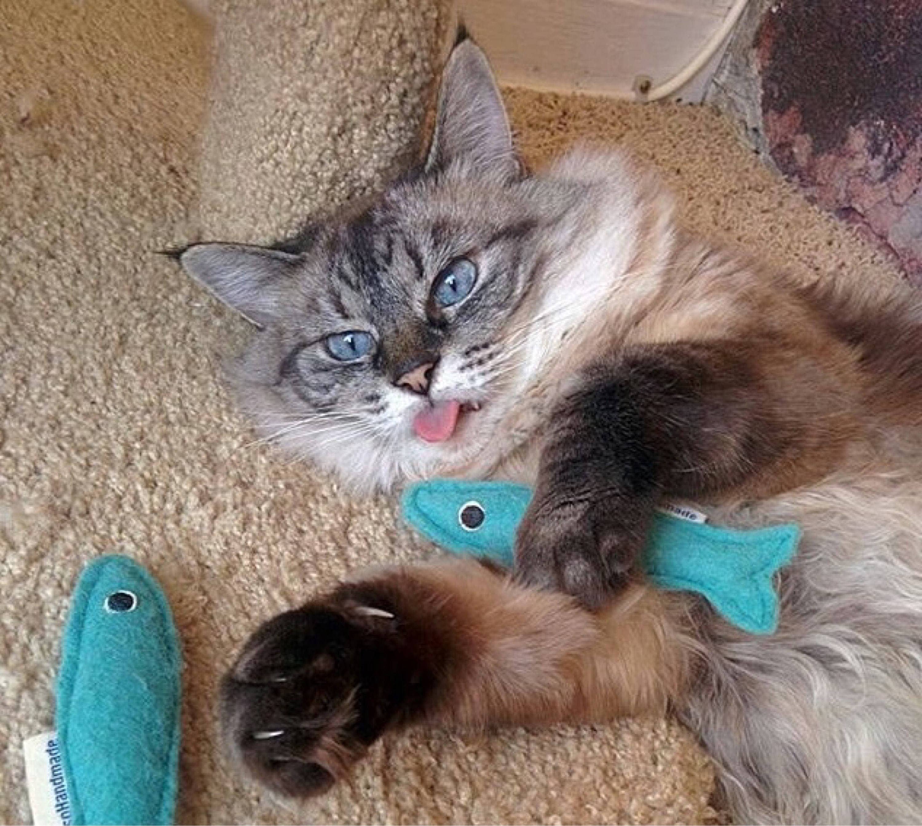 Miso Handmade - Wholesale Pet Toy - Cat - Wool Catnip Sardines s/3 & Bulk3