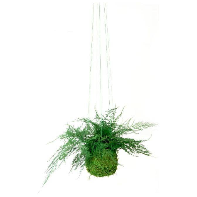 Artisan Moss - Wholesale Live Plant - Featherleaf Fern Kokedama - Sitting or Hanging - Preserved Moss and Fern Plant0