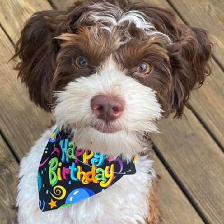 PawsAbilities - Wholesale Pet Bandana - Dog - Happy Birthday Dog Bandana1