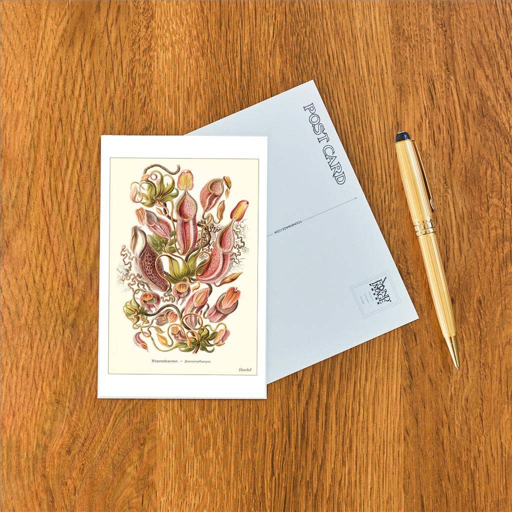 Found Image Press - Wholesale Postcard - Postcard SE-106 Carnivorous Plants1
