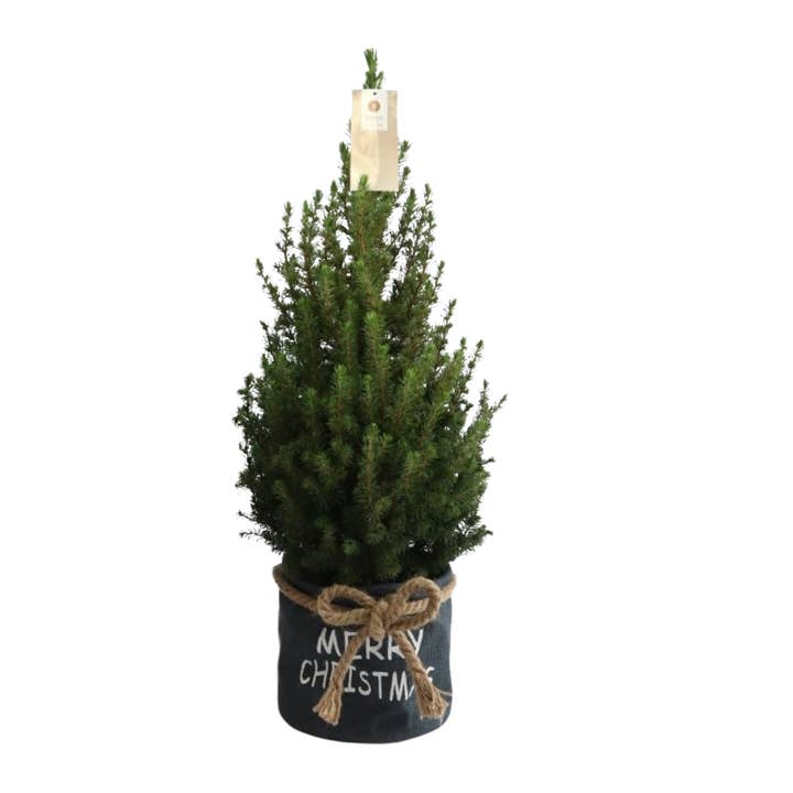 Oasis of Life - Wholesale Artificial Christmas tree - Christmas tree in blue Xmas bag – 70cm – Picea glauca Conica ‘December’ – Real mini Christmas tree in a pot – Easy care, hardy & replantable – For indoor & outdoor – Fresh from the nursery