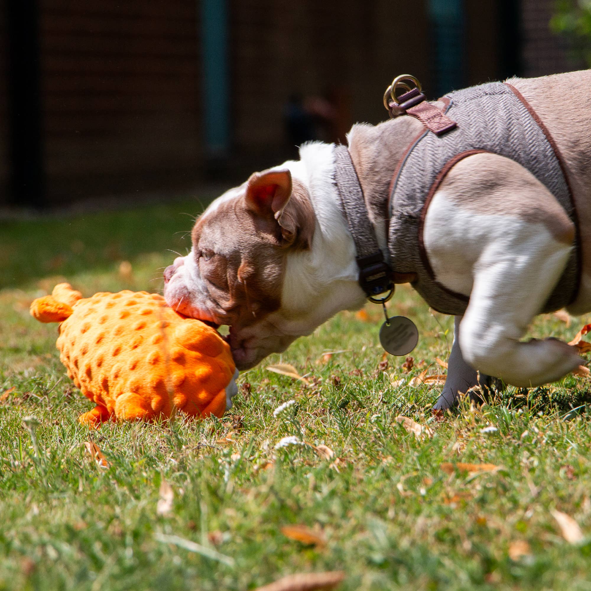 Ancol Pet Products Ltd - Wholesale Pet Plush Toy - Dog - Made From Puffer Fish 2